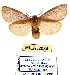  (Paracles laboulbeni - MILA 2034)  @14 [ ] Unspecified (default): All Rights Reserved  Unspecified Unspecified
