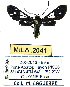  (Mystrocneme - MILA 2041)  @14 [ ] Unspecified (default): All Rights Reserved  Unspecified Unspecified
