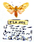  (Regobarrosia villiersi - MILA 2054)  @14 [ ] Unspecified (default): All Rights Reserved  Unspecified Unspecified