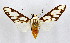  (Robinsonia catasticta - MILA 2117)  @15 [ ] Unspecified (default): All Rights Reserved  Unspecified Unspecified