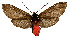  (Lepidolutzia baucis - MILA 2291)  @11 [ ] CreativeCommons - Attribution Non-Commercial Share-Alike (2007) M. Laguerre Unspecified