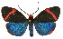  (Coreura euchromioides - MILA 2304)  @14 [ ] CreativeCommons - Attribution Non-Commercial Share-Alike (2007) M. Laguerre Unspecified
