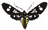  ( - MILA 2358)  @11 [ ] CreativeCommons - Attribution Non-Commercial Share-Alike (2007) M. Laguerre Unspecified