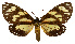  (Chetone pyste - MILA 2408)  @11 [ ] by-nc-sa (2007) M. Laguerre Unspecified