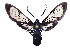  (Phoenicoprocta corvica - MILA2559)  @11 [ ] by-nc-sa (2007) M. Laguerre Unspecified
