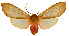 (Pseudohemihyalea battyi - MILA2631)  @11 [ ] by-nc-sa (2007) M. Laguerre Unspecified