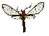 (Herea ruficeps - MILA2501)  @11 [ ] by-nc-sa (2007) M. Laguerre Unspecified