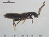  ( - VM-Col02)  @11 [ ] Creative Commons  Attribution Non-Commercial Share-Alike (2015) NTNU University Museum, Department of Natural History NTNU University Museum, Department of Natural History