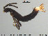  ( - VM-Col03)  @11 [ ] Creative Commons  Attribution Non-Commercial Share-Alike (2015) NTNU University Museum, Department of Natural History NTNU University Museum, Department of Natural History