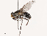  ( - CBG-B12667-A12)  @11 [ ] CreativeCommons - Attribution Share - Alike (2025) CBG Photography Group Centre for Biodiversity Genomics