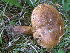  (Paxillus statuum - TRTC150818)  @11 [ ] CreativeCommons - Attribution Non-Commercial Share-Alike (2010) Unspecified Royal Ontario Museum