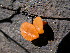  (Guepiniopsis - TRTC150732)  @11 [ ] CreativeCommons - Attribution Non-Commercial Share-Alike (2010) Unspecified Royal Ontario Museum