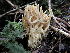  (Ramaria patagonica - TRTC150751)  @11 [ ] CreativeCommons - Attribution Non-Commercial Share-Alike (2010) Unspecified Royal Ontario Museum
