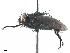  ( - BIOUG46008-A07)  @11 [ ] CreativeCommons - Attribution (2019) CBG Photography Group Centre for Biodiversity Genomics