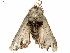  ( - BIOUG46405-C09)  @11 [ ] CreativeCommons - Attribution (2019) CBG Photography Group Centre for Biodiversity Genomics