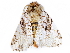  ( - BIOUG51285-E10)  @11 [ ] CreativeCommons - Attribution (2019) CBG Photography Group Centre for Biodiversity Genomics