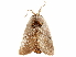  ( - BIOUG51285-H04)  @11 [ ] CreativeCommons - Attribution (2019) CBG Photography Group Centre for Biodiversity Genomics