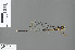  (Argiolestes - RMNH.INS.501973)  @13 [ ] CreativeCommons - Attribution Non-Commercial Share-Alike (2013) Unspecified Naturalis, Biodiversity Centre