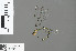  ( - RMNH.INS.502077)  @11 [ ] CreativeCommons - Attribution Non-Commercial Share-Alike (2013) Unspecified Naturalis, Biodiversity Centre