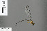  (Pyrrhargiolestes - RMNH.INS.502088)  @13 [ ] CreativeCommons - Attribution Non-Commercial Share-Alike (2013) Unspecified Naturalis, Biodiversity Centre