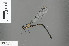  (Austroargiolestes brookhousei - RMNH.INS.502097)  @11 [ ] CreativeCommons - Attribution Non-Commercial Share-Alike (2013) Unspecified Naturalis, Biodiversity Centre