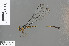  ( - RMNH.INS.503589)  @12 [ ] CreativeCommons - Attribution Non-Commercial Share-Alike (2013) Unspecified Naturalis, Biodiversity Centre