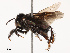  ( - CBG-B21623-C12)  @11 [ ] CreativeCommons - Attribution Share - Alike (2025) CBG Photography Group Centre for Biodiversity Genomics