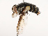  ( - CBG-B21623-F10)  @11 [ ] CreativeCommons - Attribution Share - Alike (2025) CBG Photography Group Centre for Biodiversity Genomics