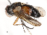  ( - CBG-B22926-G02)  @11 [ ] CreativeCommons - Attribution Share - Alike (2025) CBG Photography Group Centre for Biodiversity Genomics
