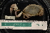  ( - RW16.007.2431HB)  @11 [ ] CreativeCommons  Attribution (by) (2016) Natural History Museum of Los Angeles County Natural History Museum of Los Angeles County
