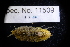  ( - LACM:DISCO:11509)  @11 [ ] CreativeCommons - Attribution (2018) Natural History Museum of Los Angeles County Natural History Museum of Los Angeles County