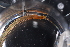  ( - LACM:DISCO:12984)  @11 [ ] CreativeCommons - Attribution (2019) Natural History Museum of Los Angeles County Natural History Museum of Los Angeles County