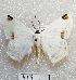  ( - MACN-Bar-Lep-ct 00459)  @13 [ ] Copyright (2013) MACN Museo Argentino de Ciencias Naturales "Bernardino Rivadavia"