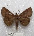  ( - MACN-Bar-Lep-ct 00483)  @13 [ ] Copyright (2013) MACN Museo Argentino de Ciencias Naturales "Bernardino Rivadavia"