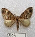  (Euphyia sp - MACN-Bar-Lep-ct 00524)  @15 [ ] Copyright (2013) MACN Museo Argentino de Ciencias Naturales "Bernardino Rivadavia"
