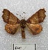  ( - MACN-Bar-Lep-ct 00641)  @14 [ ] Copyright (2013) MACN Museo Argentino de Ciencias Naturales "Bernardino Rivadavia"