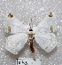  (Sericoptera mahometaria - MACN-Bar-Lep-ct 00643)  @14 [ ] Copyright (2013) MACN Museo Argentino de Ciencias Naturales "Bernardino Rivadavia"