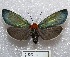  (Apistosia judas - MACN-Bar-Lep-ct 00685)  @15 [ ] Copyright (2013) MACN Museo Argentino de Ciencias Naturales "Bernardino Rivadavia"