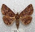  (Zale janisca - MACN-Bar-Lep-ct 00733)  @14 [ ] Copyright (2013) MACN Museo Argentino de Ciencias Naturales "Bernardino Rivadavia"