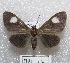  (Calodesma sp - MACN-Bar-Lep-ct 00771)  @14 [ ] Copyright (2013) MACN Museo Argentino de Ciencias Naturales "Bernardino Rivadavia"