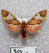  ( - MACN-Bar-Lep-ct 00900)  @13 [ ] Copyright (2013) MACN Museo Argentino de Ciencias Naturales "Bernardino Rivadavia"