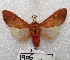  (Melese paranensis - MACN-Bar-Lep-ct 00906)  @15 [ ] Copyright (2013) MACN Museo Argentino de Ciencias Naturales "Bernardino Rivadavia"