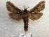  (Langsdorfia franckii - MACN-Bar-Lep-ct 01067)  @14 [ ] Copyright (2013) MACN Museo Argentino de Ciencias Naturales "Bernardino Rivadavia"