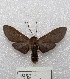  ( - MACN-Bar-Lep-ct 01081)  @14 [ ] Copyright (2013) MACN Museo Argentino de Ciencias Naturales "Bernardino Rivadavia"