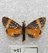  ( - MACN-Bar-Lep-ct 01091)  @13 [ ] Copyright (2013) MACN Museo Argentino de Ciencias Naturales "Bernardino Rivadavia"