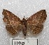  ( - MACN-Bar-Lep-ct 01100)  @13 [ ] Copyright (2013) MACN Museo Argentino de Ciencias Naturales "Bernardino Rivadavia"