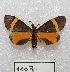 ( - MACN-Bar-Lep-ct 01107)  @12 [ ] Copyright (2013) MACN Museo Argentino de Ciencias Naturales "Bernardino Rivadavia"
