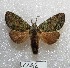  (Farigia australis - MACN-Bar-Lep-ct 01264)  @15 [ ] Copyright (2013) MACN Museo Argentino de Ciencias Naturales "Bernardino Rivadavia"