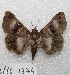  ( - MACN-Bar-Lep-ct 01374)  @14 [ ] Copyright (2013) MACN Museo Argentino de Ciencias Naturales "Bernardino Rivadavia"