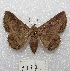  ( - MACN-Bar-Lep-ct 01397)  @13 [ ] Copyright (2013) MACN Museo Argentino de Ciencias Naturales "Bernardino Rivadavia"